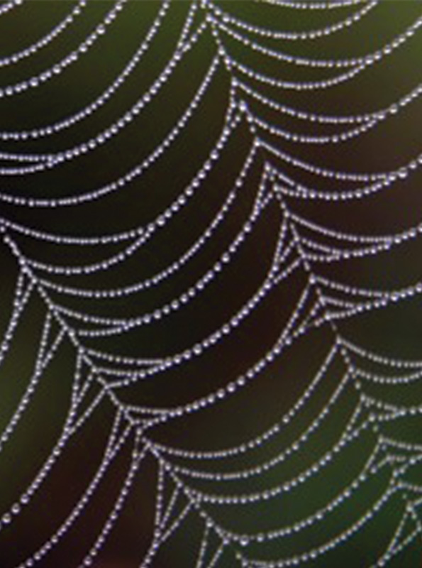 nature-hero-rd2-closeup of spider web with water particles