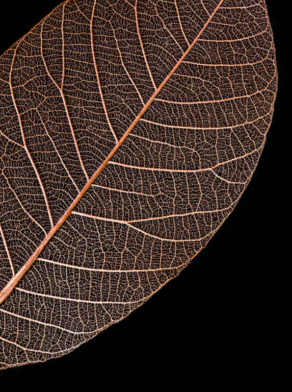 nature-hero-rd2-closeup of dark brown leaf-2