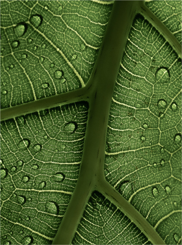 nature-hero-rd2-extreme closeup of rich green leaf with dew drops