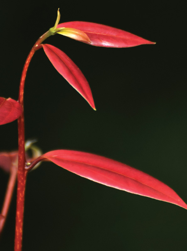nature-hero-rd2-red-leaves-stems