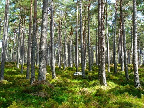 ESG Goals: How to Analyze and Optimize Your Strategy
