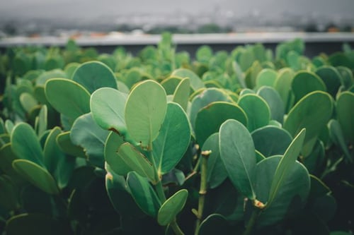 What Is a Sustainable Supply Chain Strategy? A Guide